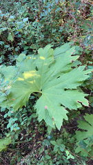 Petasites frigidus