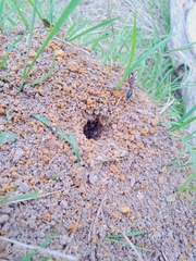 Myrmecia