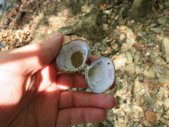 Corbicula fluminea