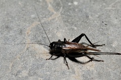 Teleogryllus infernalis