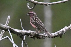 Carpodacus pulcherrimus