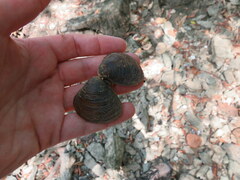 Corbicula fluminea