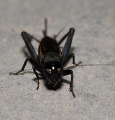 Teleogryllus infernalis