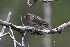 Carpodacus pulcherrimus