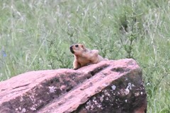 Marmota himalayana
