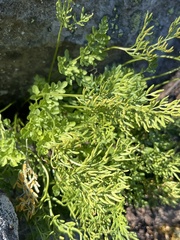Cryptogramma cascadensis