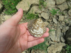 Cyclonaias tuberculata