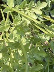 Cryptogramma cascadensis