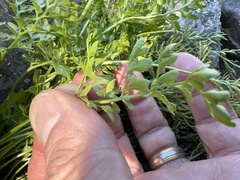 Cryptogramma cascadensis