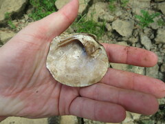 Cyclonaias tuberculata