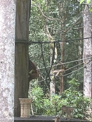 Pongo pygmaeus