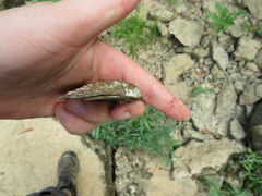 Cyclonaias tuberculata