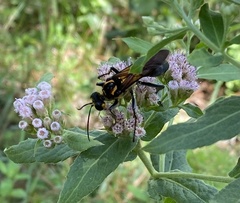Sphex habenus