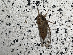 Neocicada hieroglyphica