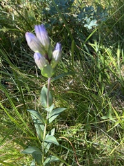 Gentiana sceptrum