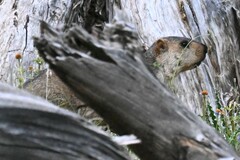 Marmota himalayana