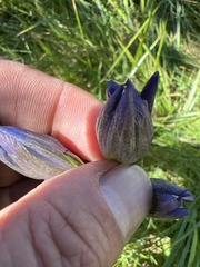 Gentiana sceptrum