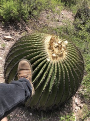 Echinocactus platyacanthus