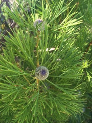Isopogon anethifolius