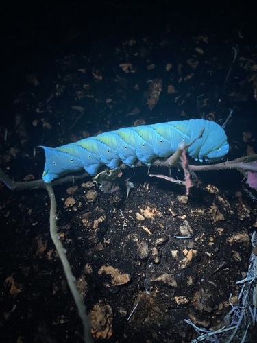 Tobacco hornworm