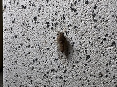 Neocicada hieroglyphica