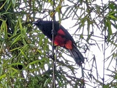 Hypopyrrhus pyrohypogaster