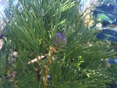Isopogon anethifolius