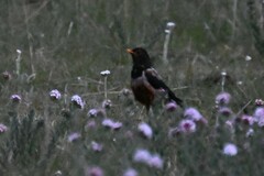 Turdus kessleri