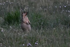 Marmota himalayana