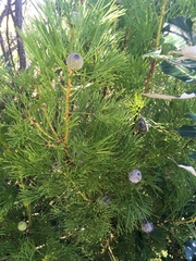 Isopogon anethifolius
