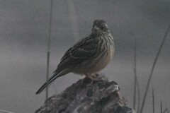 Emberiza pusilla