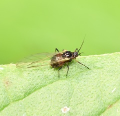 Aphidomorpha