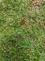 Junonia hedonia