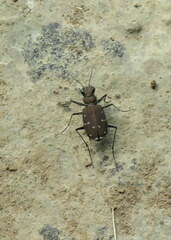 Cicindela duodecimguttata