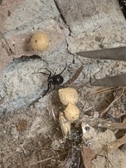 Latrodectus