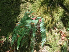 Myriopteris alabamensis