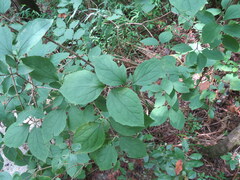 Philadelphus hirsutus