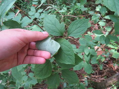 Philadelphus hirsutus