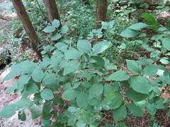Philadelphus hirsutus