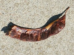 Gleditsia triacanthos