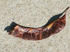 Gleditsia triacanthos