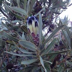 Protea lepidocarpodendron