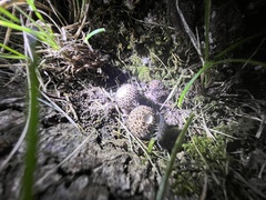 Lycoperdon echinatum