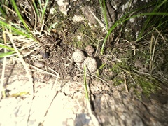 Lycoperdon echinatum