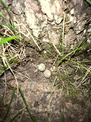 Lycoperdon echinatum