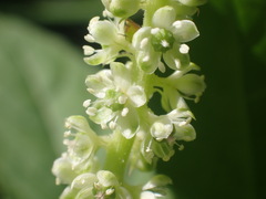 Phytolacca icosandra