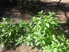 Phytolacca icosandra