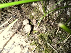 Lycoperdon echinatum