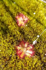 Drosera trinervia