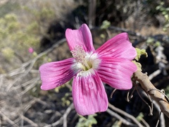 Malva assurgentiflora